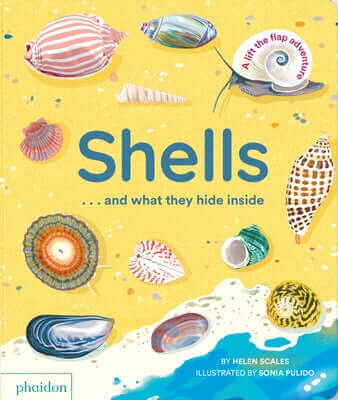 Colorful Phaidon Press board book titled "Shells... and What They Hide Inside" featuring lift-the-flap ocean shell illustrations.