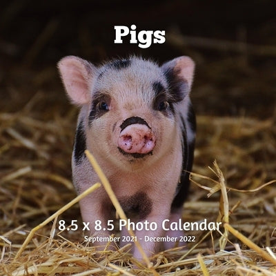 Pigs 8.5 X 8.5 Calendar September 2021 -December 2022: Monthly Calendar with U.S./UK/ Canadian/Christian/Jewish/Muslim Holidays-Giraffe Animals Nature Paperback Independently Published