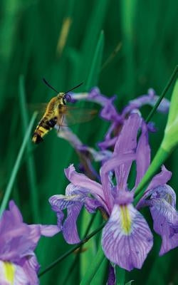 Petite Wild Blue Iris Journal Paperback Blurb