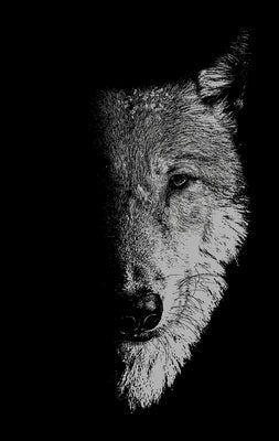 In the Company of Wolves: Werewolves, Wolves and Wild Children Paperback Manchester University Press