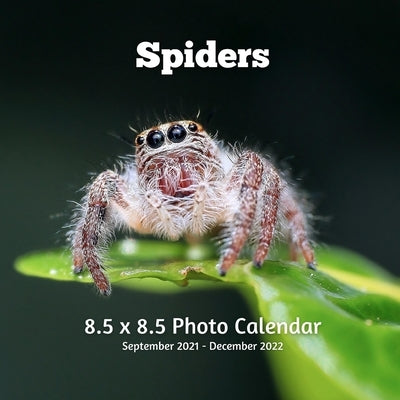 Spiders 8.5 X 8.5 Photo Calendar September 2021 -December 2022: Monthly Calendar with U.S./UK/ Canadian/Christian/Jewish/Muslim Holidays- Insects Natu Paperback Independently Published
