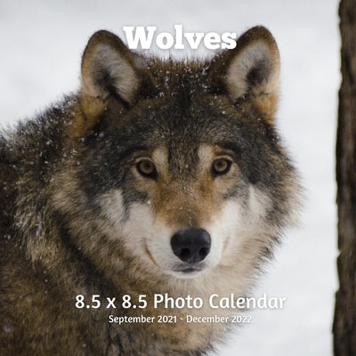 Wolves 8.5 X 8.5 Calendar September 2021 -December 2022: Monthly Calendar with U.S./UK/ Canadian/Christian/Jewish/Muslim Holidays-Wolf Animal Nature Paperback Independently Published