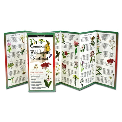 Common Wildflowers of the Northeast Earth Sky + Water