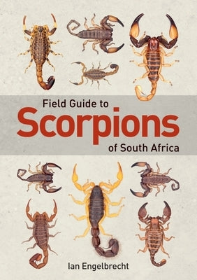 Field Guide to Scorpions of South Africa Paperback Penguin Random House South Africa