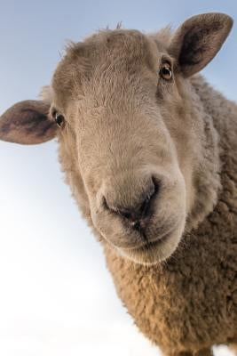 Sheep: Domestic Sheep Are Quadrupedal, Ruminant Mammals Typically Kept as Livestock. Like Most Ruminants, Sheep Are Members o Paperback Independently Published