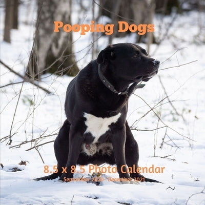 Pooping Dogs 8.5 X 8.5 Calendar September 2020 -December 2021: Monthly Calendar with U.S./UK/ Canadian/Christian/Jewish/Muslim Holidays -Weird Calenda Paperback Independently Published