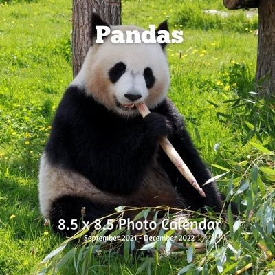 Panda 8.5 X 8.5 Calendar September 2021- December 2022: Monthly Calendar with U.S./UK/ Canadian/Christian/Jewish/Muslim Holidays-Nature Animals Wildli Paperback Independently Published