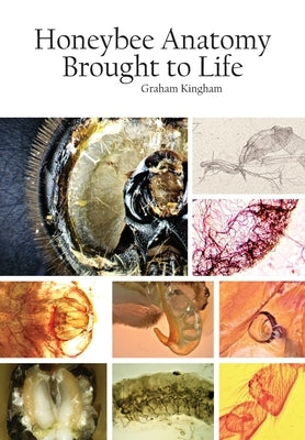 Honeybee Anatomy Brought to Life Paperback Northern Bee Books