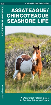 Assateague/Chincoteague Seashore Life: A Waterproof Folding Guide to Familiar Animals & Plants Waterford Press