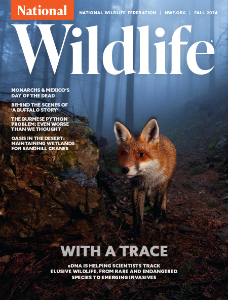 National Wildlife Magazine