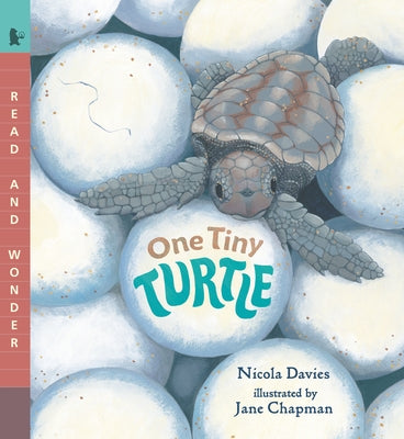 One Tiny Turtle: Read and Wonder Paperback Candlewick Press (MA)
