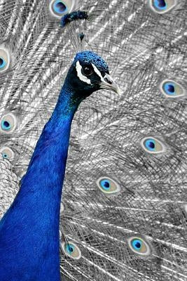 Blue Peacock: The Indian Peafowl or Blue Peafowl Is a Large and Brightly Colored Bird, Native to South Asia. by Planners, Journals and