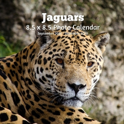 Jaguars 8.5 X 8.5 Calendar September 2021 -December 2022: Monthly Calendar with U.S./UK/ Canadian/Christian/Jewish/Muslim Holidays Big Cats Animals Na Paperback Independently Published