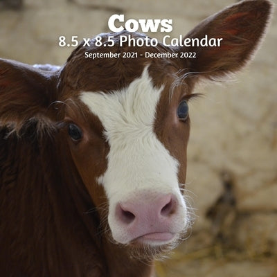 Cows 8.5 X 8.5 Calendar September 2021 - December 2022: Monthly Calendar with U.S./UK/ Canadian/Christian/Jewish/Muslim Holidays-Farm Animal Nature Paperback Independently Published
