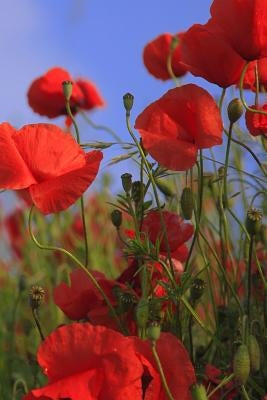 Poppy Meadow: Poppies Are Found Around the Globe from Icy Cold Tundra to Broiling Hot Deserts, Mostly in the Northern Hemisphere. by Journals, Planners and