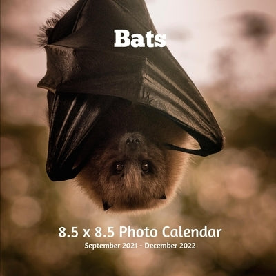 Bats 8.5 X 8.5 Photo Calendar September 2021 -December 2022: Monthly Calendar with U.S./UK/ Canadian/Christian/Jewish/Muslim Holidays-Animals Nature by Book Press, Lynne