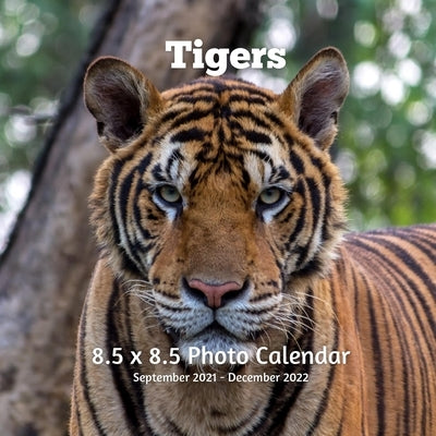 Tigers 8.5 X 8.5 Calendar September 2021 -December 2022: Monthly Calendar with U.S./UK/ Canadian/Christian/Jewish/Muslim Holidays Big Cats Animals Nat by Book Press, Lynne