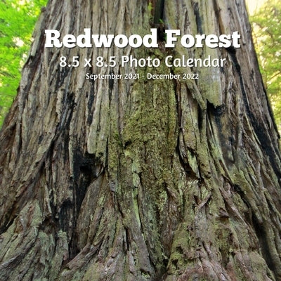 Redwoods Trees 8.5 X 8.5 Calendar September 2021 -December 2022: Monthly Calendar with U.S./UK/ Canadian/Christian/Jewish/Muslim Holidays-Travel Holid by Book Press, Lynne