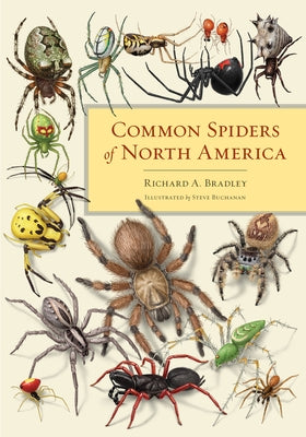Close-up of a common North American spider with detailed markings, from the book "Common Spiders of North America" by University of California Press.