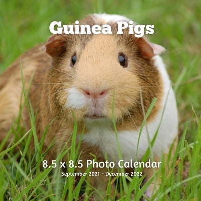 Guinea Pigs 8.5 X 8.5 Calendar September 2021-December 2022: Monthly Calendar with U.S./UK/ Canadian/Christian/Jewish/Muslim Holidays- Rodent Pets by Book Press, Lynne