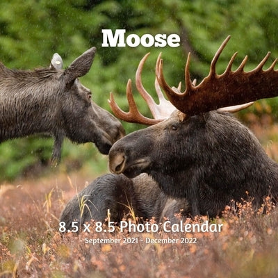 Moose 8.5 X 8.5 Calendar September 2021 -December 2022: Monthly Calendar with U.S./UK/ Canadian/Christian/Jewish/Muslim Holidays-Nature Animals Wildli Paperback Independently Published